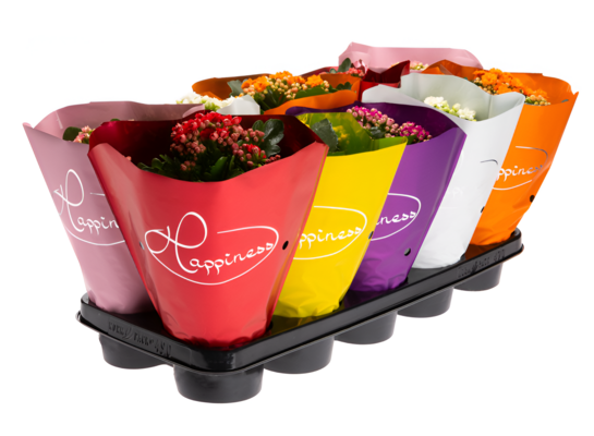 Kalanchoe mix premium doniczka 12 cm