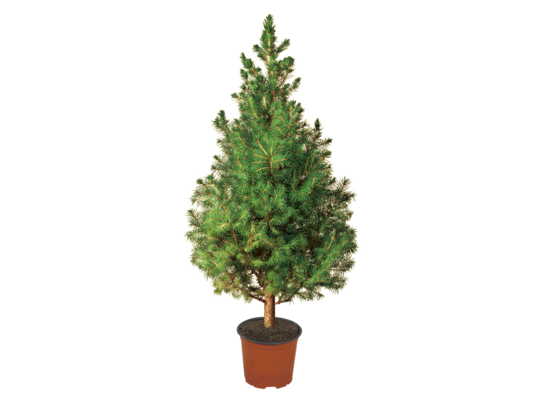 Świerk Conica doniczka C-3 50 - 60 cm