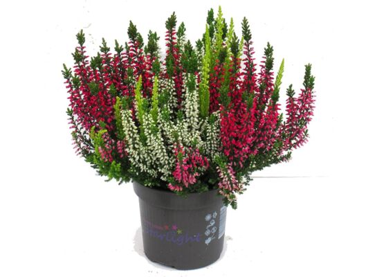 Wrzos trójkolorowy 30 x 13 cm