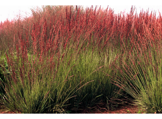 Trawa ozdobna C2 60 cm 2 l mix