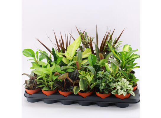 Mix roślin zielonych don. 8 cm