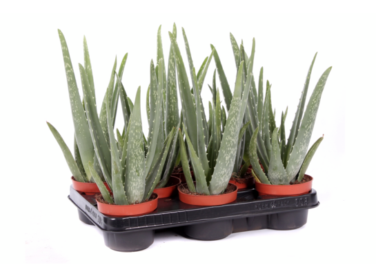 Aloes wys. 35 cm, don. 10 cm