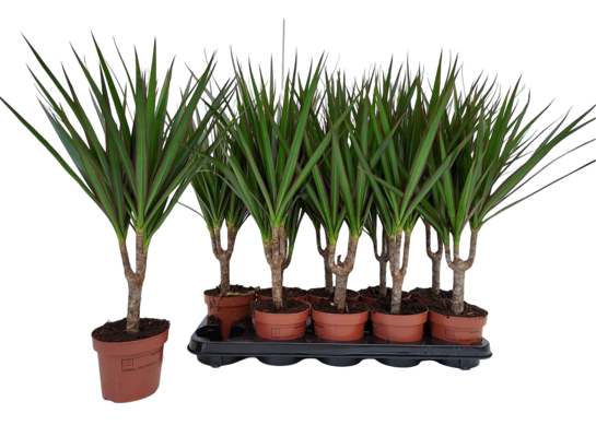 Dracena obrzeżona 45 cm doniczka 12 cm