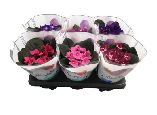 Sępolia fiołkowa 20 x 12 cm mix