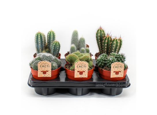 Kaktus mix don. 12 cm, wys. 25 cm