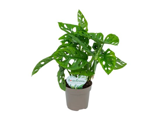 Monstera 35 cm doniczka 12 cm
