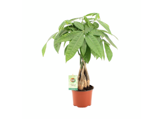 Pachira wodna 40 x 12 cm