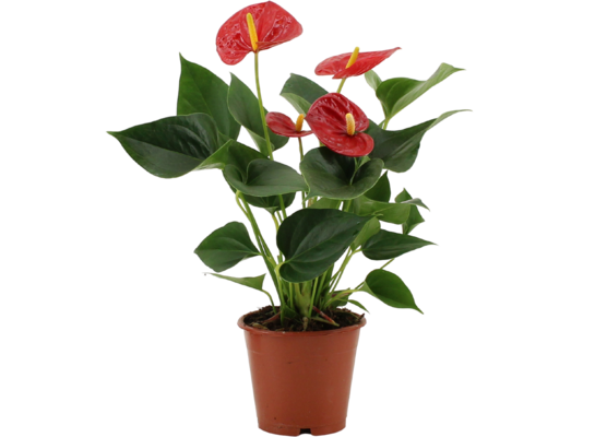 Anthurium wys. 40 cm, don. 12 cm mix