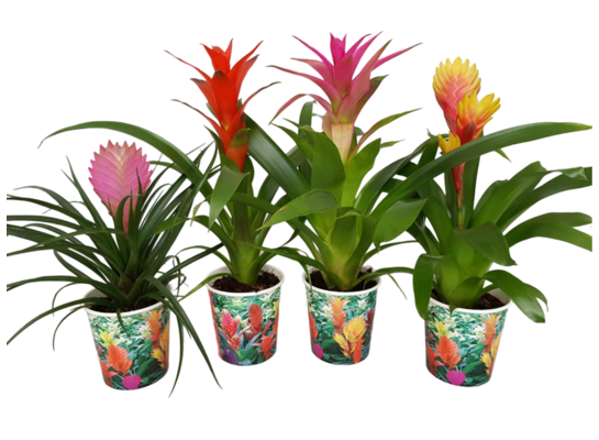 Bromelia wys. 35 cm, don. 12 cm mix