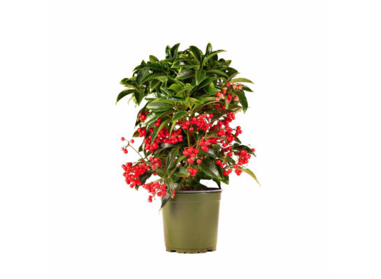 Ardisia wys. 47, śr. don. 14 cm