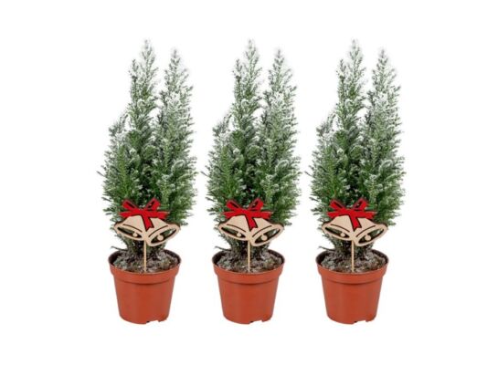 Cyprysik Ellwoodii ze śniegiem + pik mix