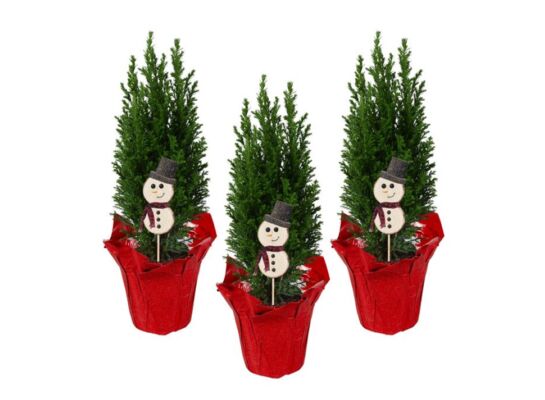 Cyprysik Ellwoodii w czerwonej folii + pik bałwan 35 x 9 cm