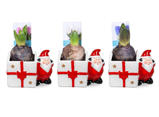 Hiacynt w białej osłonce z Mikołajem 20 x 12 cm