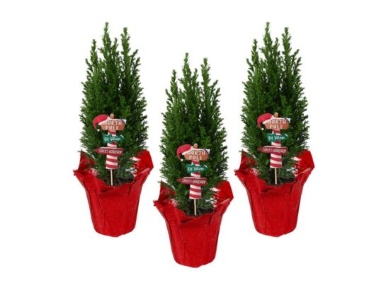 Cyprysik Ellwoodii w czerwonej folii + pik North Pole 36 x 9 cm