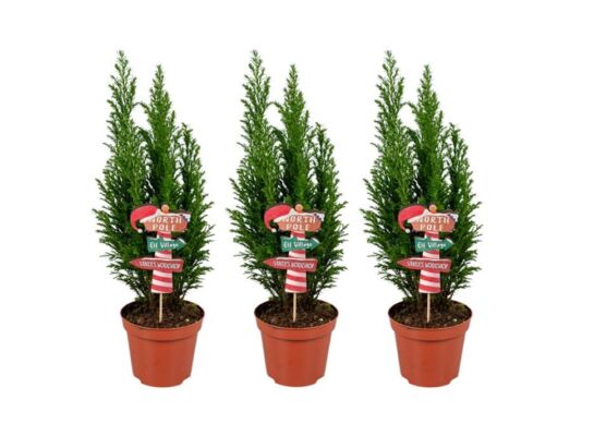 Cyprysik Ellwoodii + pik North Pole 35 x 9 cm