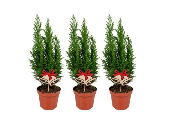 Cyprysik Ellwoodii + pik dzwonki 35 x 9 cm