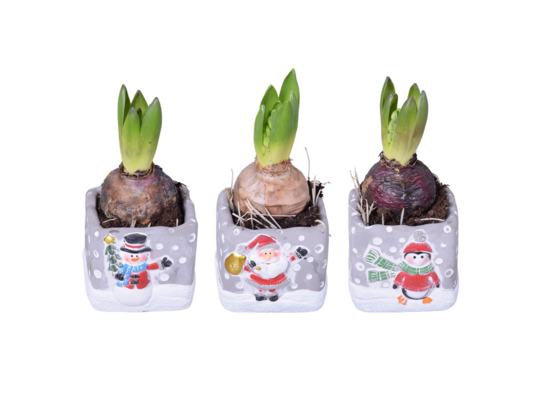 Hiacynt w świątecznej osłonce 15 x 9 cm mix wzorów