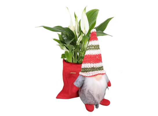 Skrzydłokwiat w worku ze skrzatem 25 x 7 cm