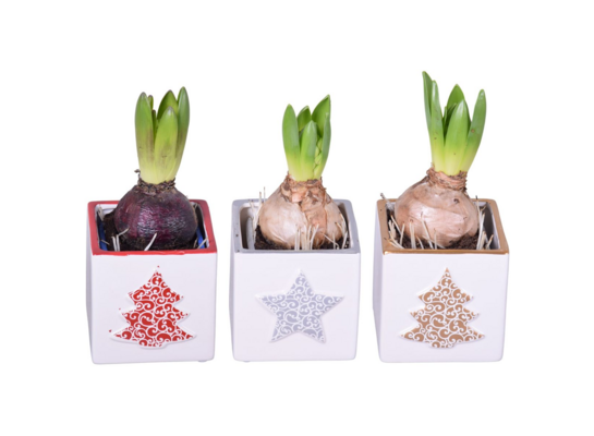 Hiacynt w świątecznej osłonce 15 x 8 cm mix wzorów