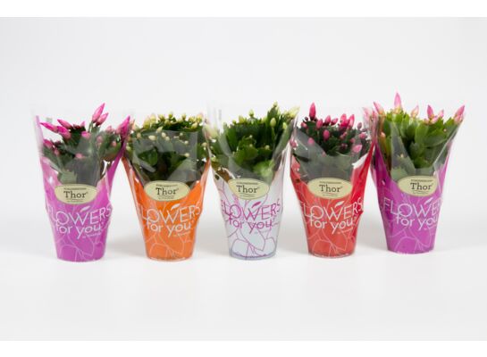 Szlumbergera 18 x 9 cm mix