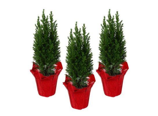 Cyprysik Ellwoodii w czerwonej folii 35 x 9 cm