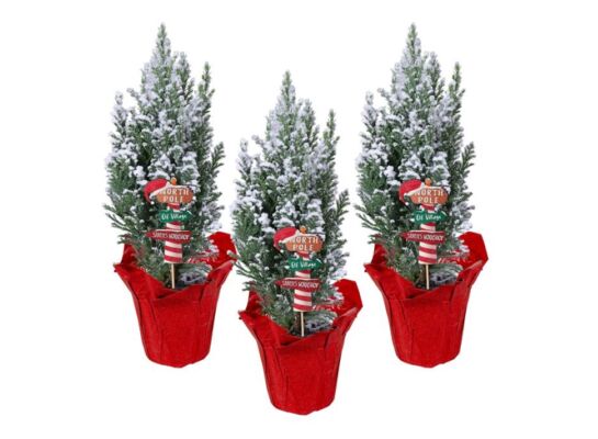 Cyprysik Ellwoodii ze śniegiem w czerwonej folii + pik North Pole 35 x 9 cm