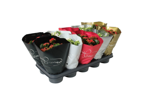 Kalanchoe Happiness Xmas mix 25 x 12 cm