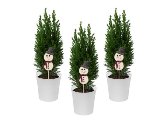 Cyprysik Ellwoodii w białej osłonce + pik bałwan