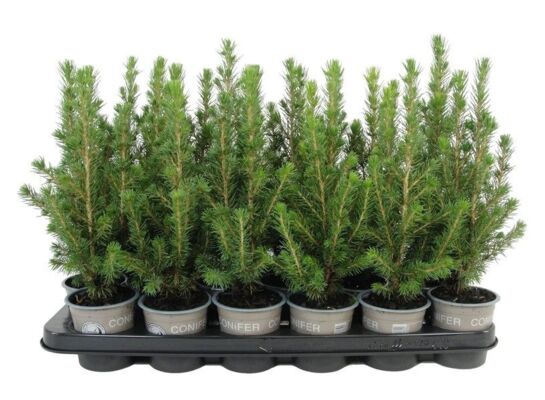 Świerk biały Conica 35 x 9 cm