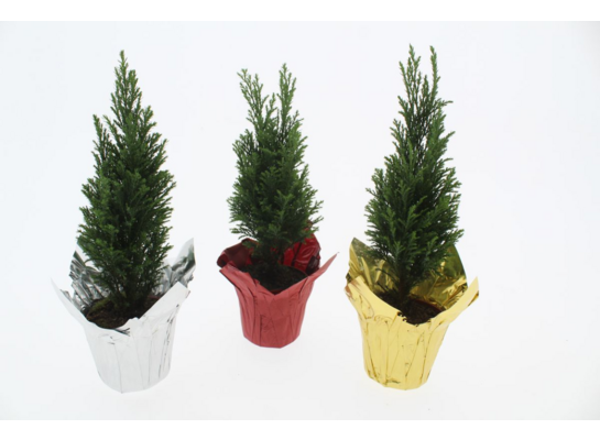 Cyprysik Ellwoodii w folii 35 x 9 cm mix