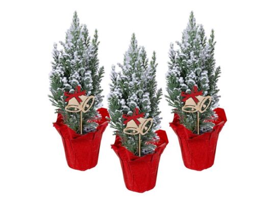 Cyprysik Ellwoodii ze śniegiem w czerwonej folii + pik dzwonki 35 x 9 cm