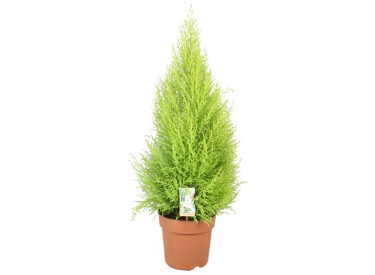 Cyprys Goldcrest Wilma 50 x 14 cm