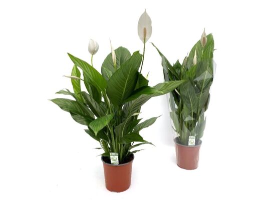 Skrzydłokwiat 60 x 17 cm