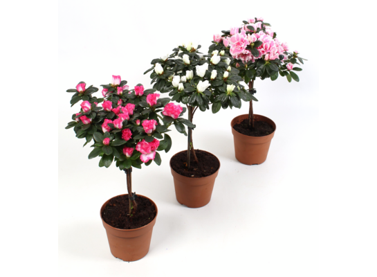 Azalia na pniu 38 x 12,5 cm