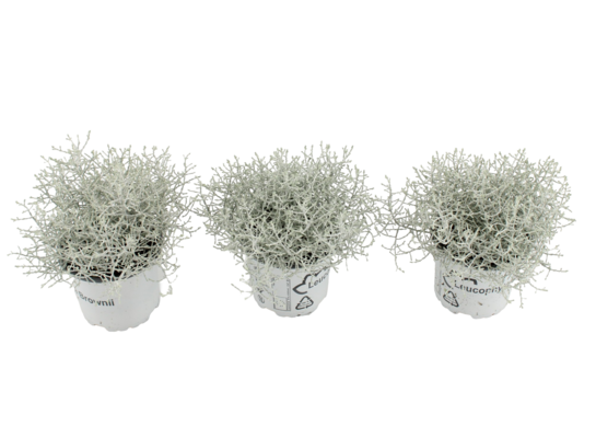 Kalocefalus z brokatem 20 x 12 cm