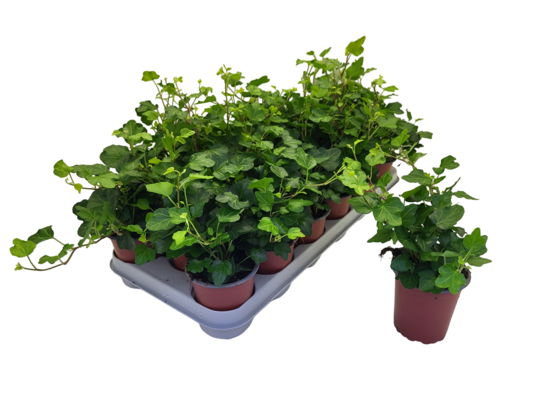 Bluszcz 15 cm doniczka 9 cm