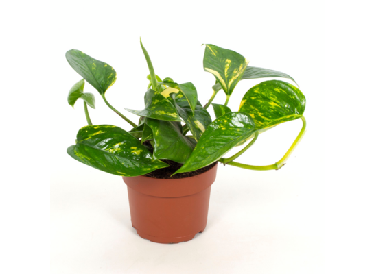Epipremium wys. 20 cm don. 12 cm