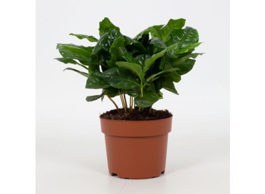 Kawa arabska 25 cm doniczka 12 cm