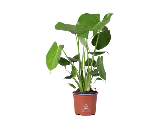 Monstera wys. 60 cm don. 17 cm