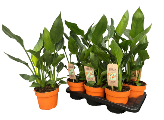 Strelicja Nicolai 60 cm doniczka 17 cm