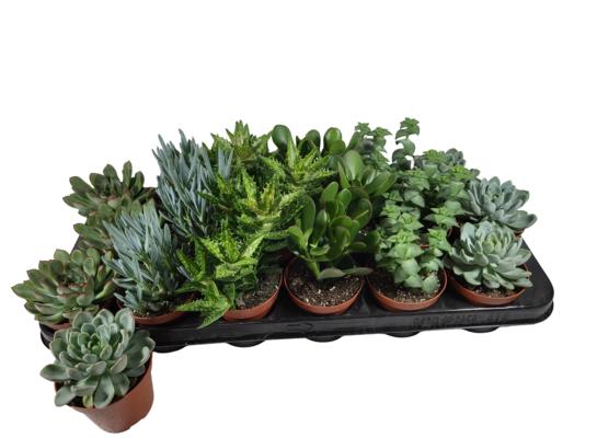 Sukulenty mix wys. 12 cm don. 8 cm