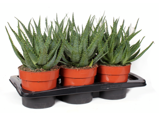 Aloes drzewiasty 40 cm doniczka 17 cm