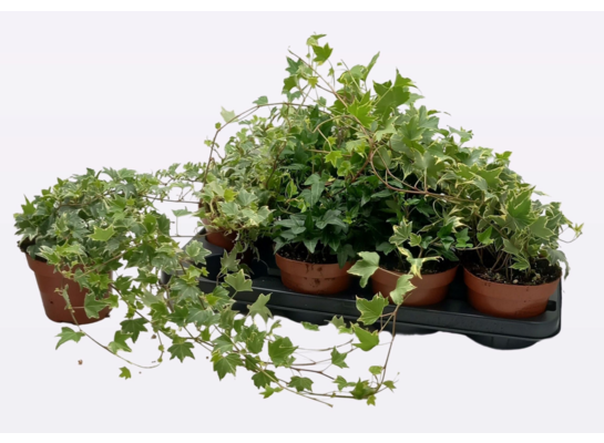 Bluszcz 25 cm doniczka 13 cm