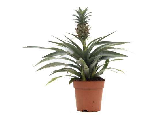 Ananas wys. 33 cm don. 12 cm