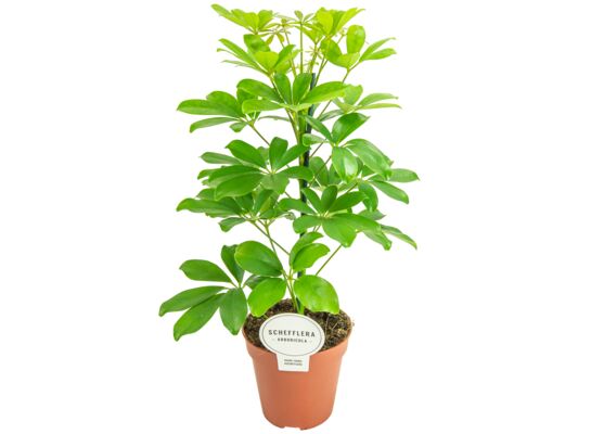 Szeflera doniczka 13 cm