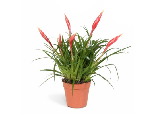 Vriesea Multiflower Astrid 40 x 12 cm