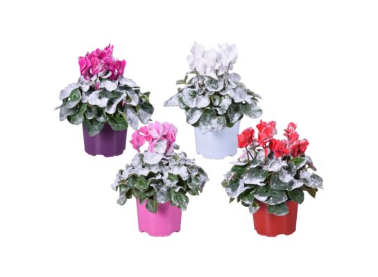 Cyklamen ze śniegiem 30 x 12 cm mix