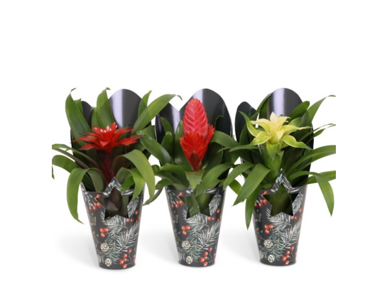 Bromelia w świątecznym papierowym opakowaniu 45 x 10 cm