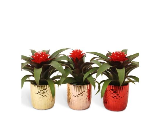 Guzmania Rockyflower Priscilla Becca 20 x 10 cm mix