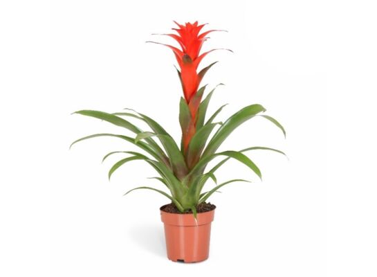 Guzmania Calypso 45 x 12 cm mix